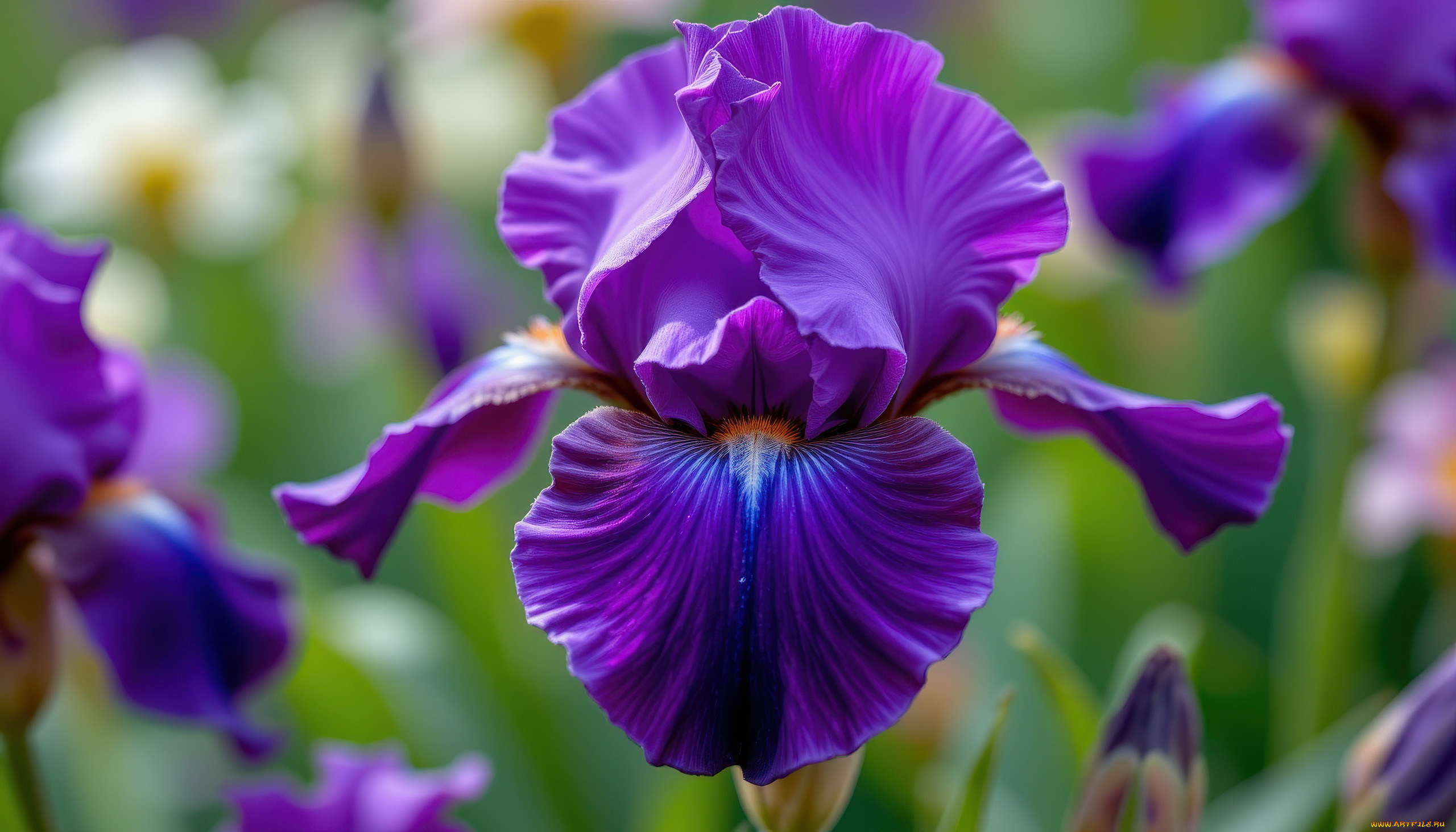 3 ,  , flowers, , , 